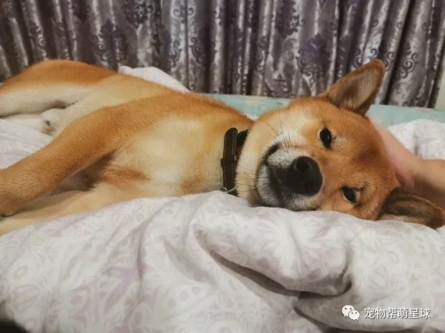 柴犬偷藏雞爪卻不吃，隔天出門媽竟然看見它做出如此可愛的舉動！ 寵物 第2張