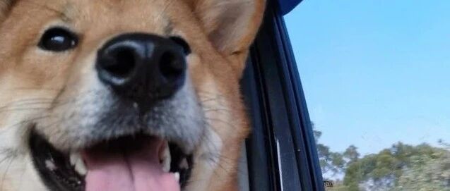 柴犬偷藏鸡爪却不吃，隔天出门妈竟然看见它做出如此可爱的举动！