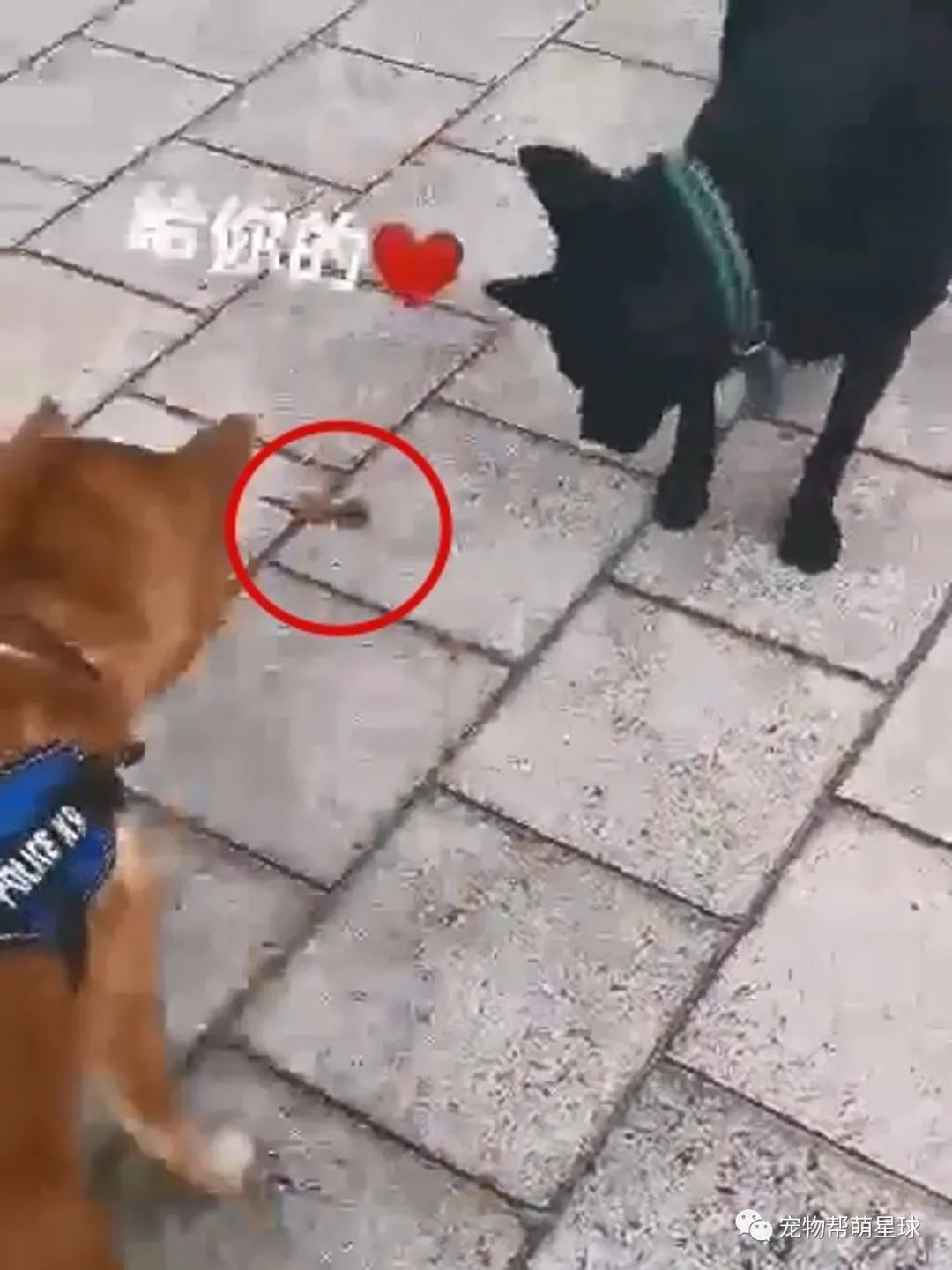 柴犬偷藏雞爪卻不吃，隔天出門媽竟然看見它做出如此可愛的舉動！ 寵物 第6張