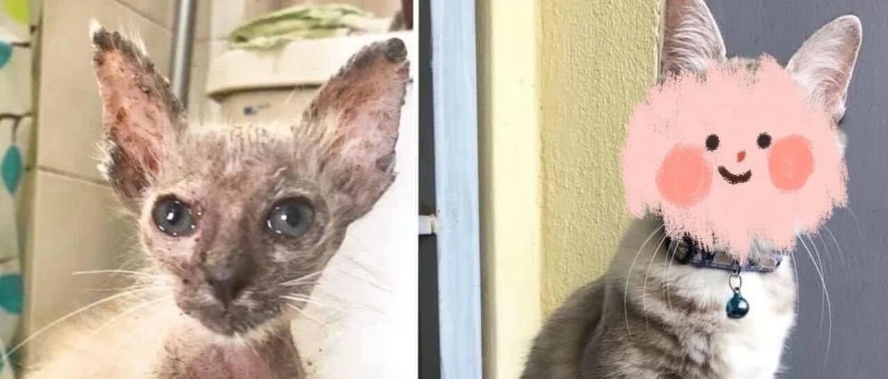 烂眼浪猫显被撞，爸想出最老土的名字，却扭转它一生的命运…