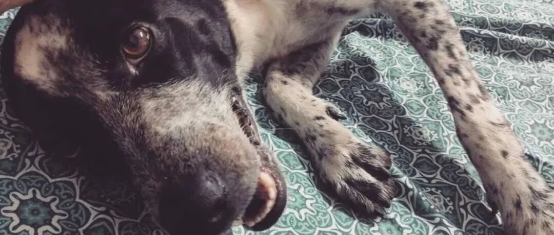 网友找回丢失狗狗，又是亲又是舔，可接着发现这货是...冒名顶替的！