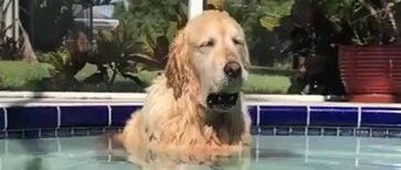 这金毛怎么做到的？来游泳结果却泡起了澡，最后还睡到打呼…