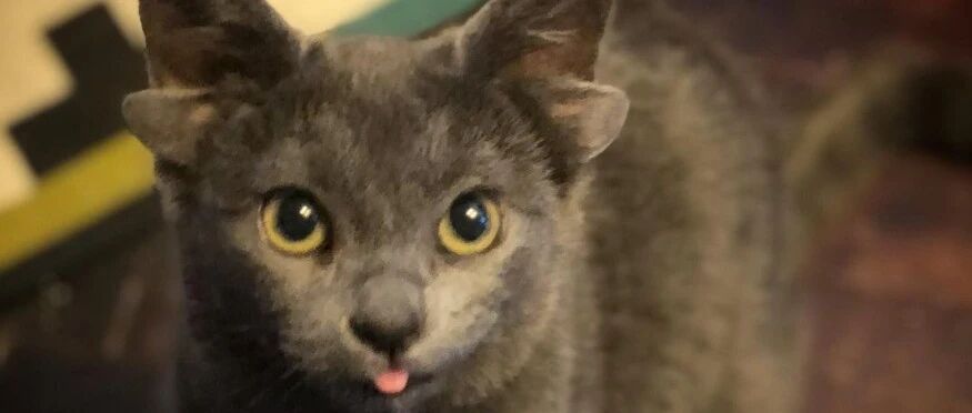 四耳猫咪是被狐狸精上身了吧？！不然网友们怎么都被迷的晕乎乎！