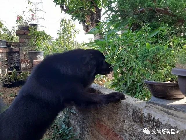 昔日可愛小黑狗，4年後竟長成大黑熊，引發網友熱議：養寵物的雙重體驗！ 寵物 第6張