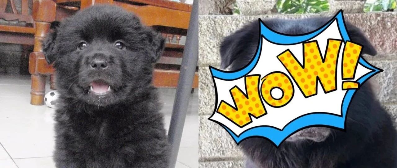 昔日可爱小黑狗，4年后竟长成大黑熊，引发网友热议：养宠物的双重体验！