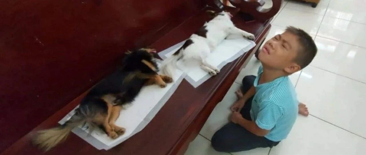 吉娃娃去了“天堂”，弟弟跪地痛哭，妈一句话，他态度瞬间扭转180度！