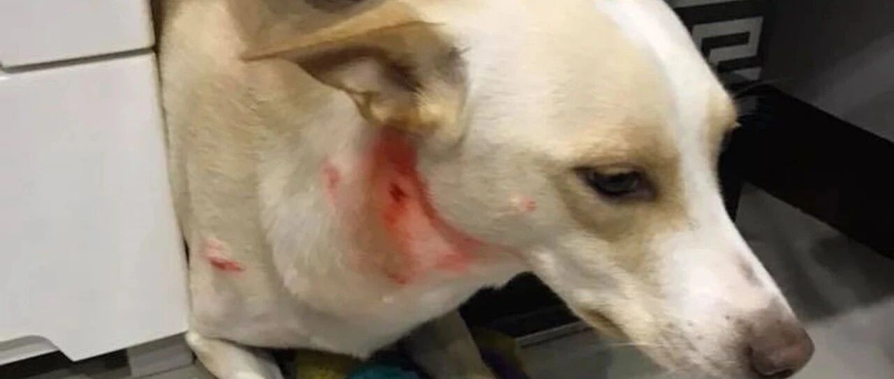 回家见两汪打架满身血迹斑斑，还有另类残肢令妈直接崩溃，但网友竟纷纷笑喷？