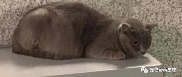 义工救出“怀孕猫”，可医生检查后的真相竟让所有人心酸流泪…