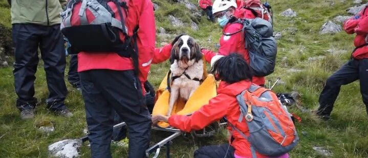 搜救犬爬山累瘫，反被16名搜救员抬下山……