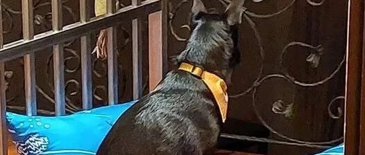 狗狗苦守门口等待妈妈回家的背影，让网友瞬间破防...