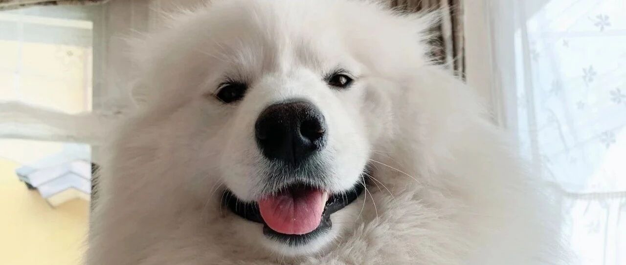 萨摩耶拿出心爱的玩具招待配送员，结果配送员突然走了……萨摩耶：没关系，我可以等！