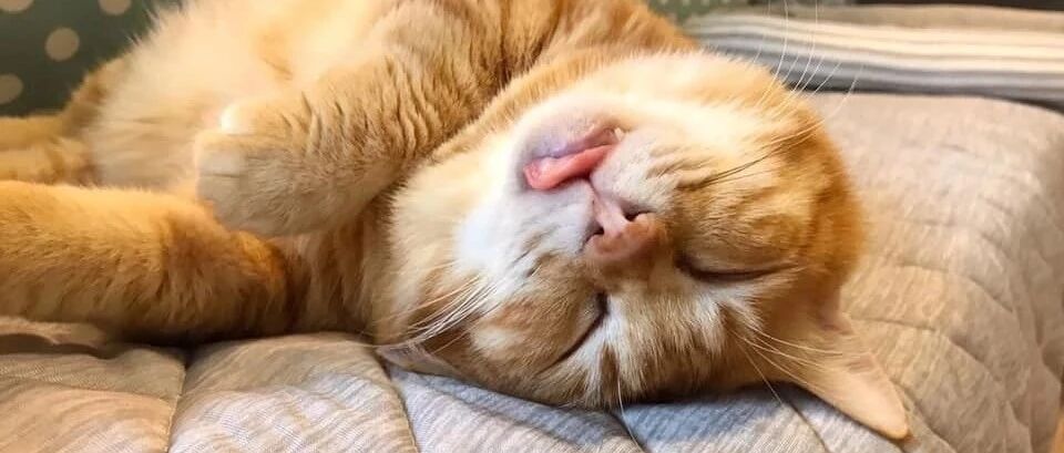 短腿橘拥有必杀绝技，一旦进入休眠模式天塌都醒不了，靠睡觉跻身网红行列