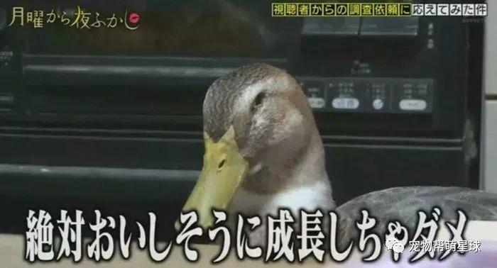 日本老奶奶在寵物鴨面前「手刃同類」，惹網友爆笑：鴨力好大啊！ 未分類 第6張