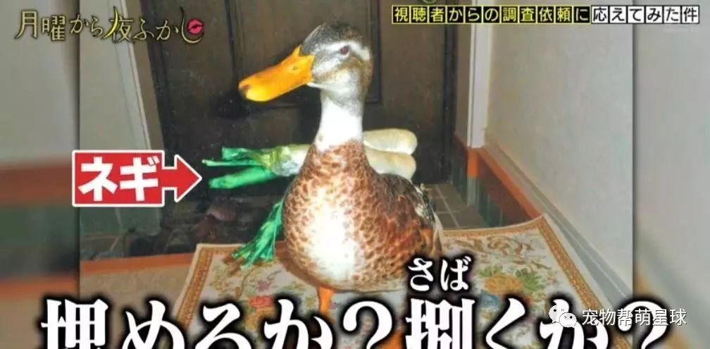 日本老奶奶在寵物鴨面前「手刃同類」，惹網友爆笑：鴨力好大啊！ 未分類 第7張