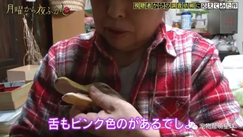 日本老奶奶在寵物鴨面前「手刃同類」，惹網友爆笑：鴨力好大啊！ 未分類 第3張