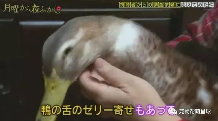 日本老奶奶在寵物鴨面前「手刃同類」，惹網友爆笑：鴨力好大啊！ 未分類 第1張