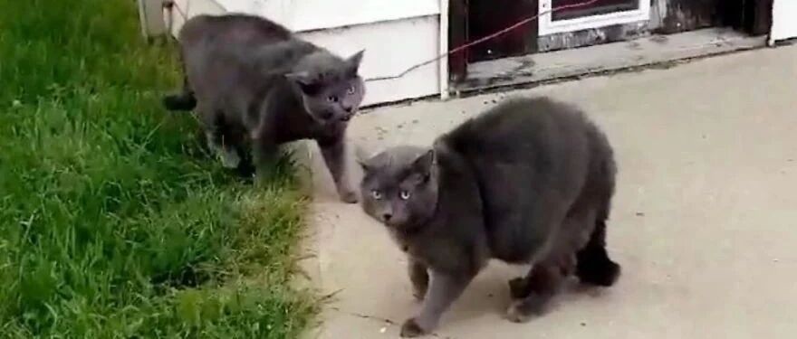 天上不会掉馅饼！但会掉一模一样的猫！