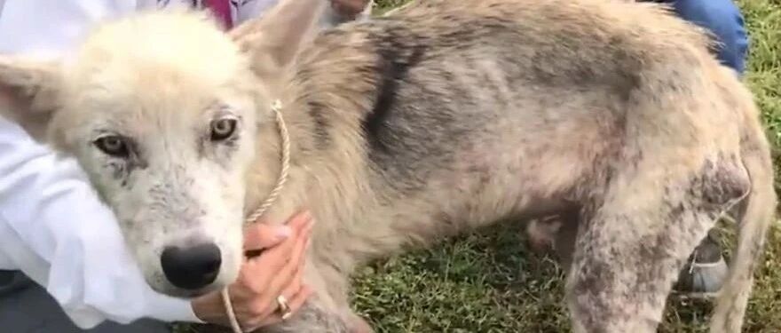 男子为了报复离婚的妻子，竟然把哈士奇残忍的绑在铁链上长达两年…