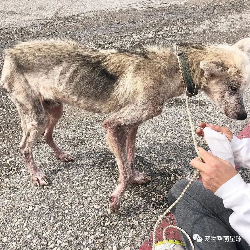 男子為了報復離婚的妻子，竟然把哈士奇殘忍的綁在鐵鏈上長達兩年… 寵物 第3張