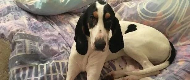 狗狗丢失急坏主人，可一封匿名信彻底让人愤怒！