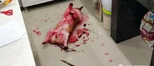 地板惊现水果刀，柯基满身是血躺地吓坏妈！直到现场发现空玻璃瓶才解开真相…