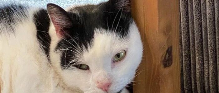 主人费尽心思给奶牛猫减肥，它却越减越圆润，原因竟是它...