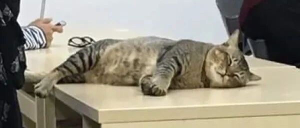 虎斑猫上课不好好听讲，竟然闷头睡大觉：下课记得叫偶去食堂吃饭啊