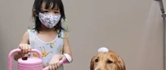 小主人第一次给金毛洗澡，金毛生无可恋求救主人，主人却....