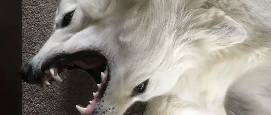 这次，这两狗的凑巧错位和猫的“液体”效应，终于比猫咪厉害了！