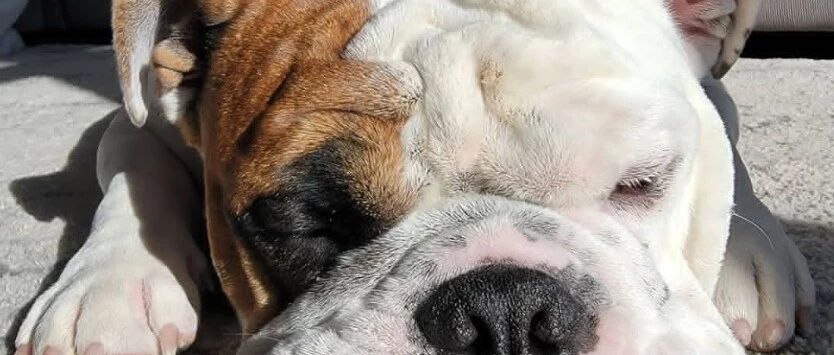 斗牛犬竟因树枝塞不上车生气了，回家后它躲角落思考狗生...