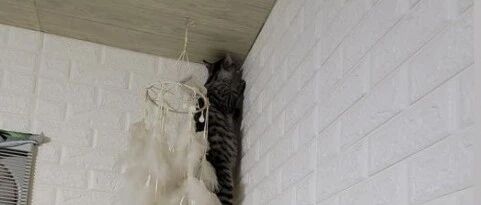 家里惊现巨型长毛壁虎！细看竟是猫咪把自己挂住了，网友：吓我一跳！
