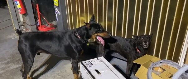 杜宾犬把别的狗惹毛了下秒拔腿狂奔，网友惊呆：杜宾犬居然干这事...