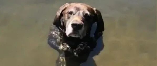 狗狗湖水中站立漂浮露出一脸渴望，妈顿时笑翻：又在暗示什么啦？