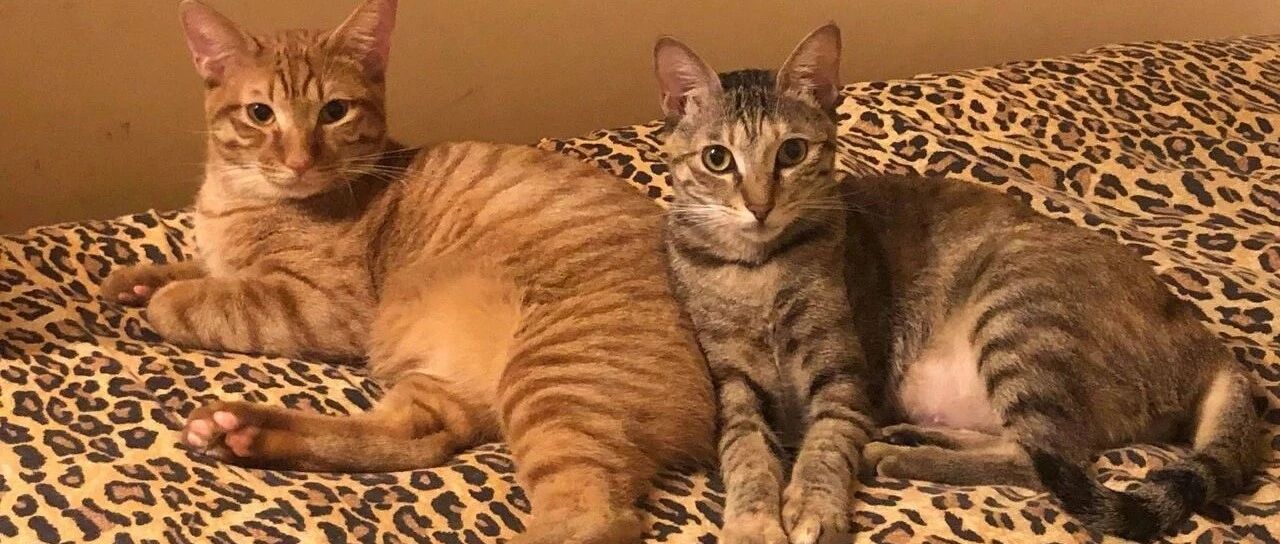 两猫一狗每晚“夜夜笙歌”，引女友不满，最后爸只能狠心下此决定…