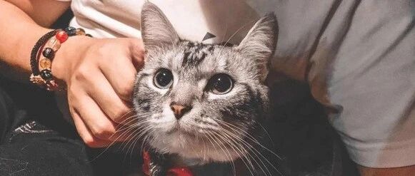 孙女大喊流血了，奶奶迅速抱起猫查看，发现结果受伤者是人后竟做出超寒心举动…