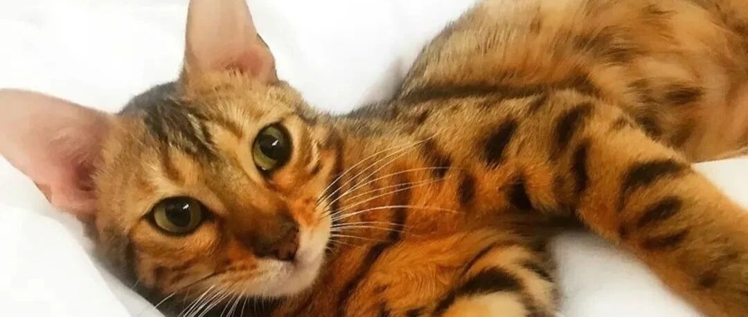 离家30分钟，客厅变水帘洞，上楼梯见最强破坏王让妈气到奔溃！