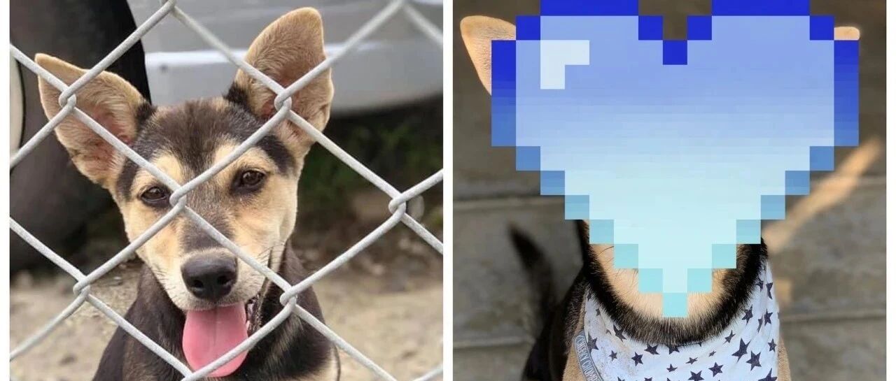 浪孩死缠烂打求包养，成功入住后摘掉假发惊呆家人，最后摇身一变竟成为光头大叔