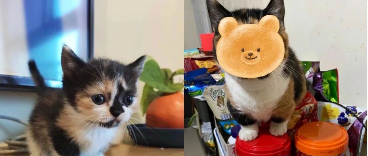 三花猫用九个月时间从仙女竟蜕变成“抠脚大叔”！崩坏照瞬间吓坏网友