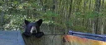 大黑熊半夜翻垃圾桶被网友吓的逃走，可后半夜它竟回来报仇！