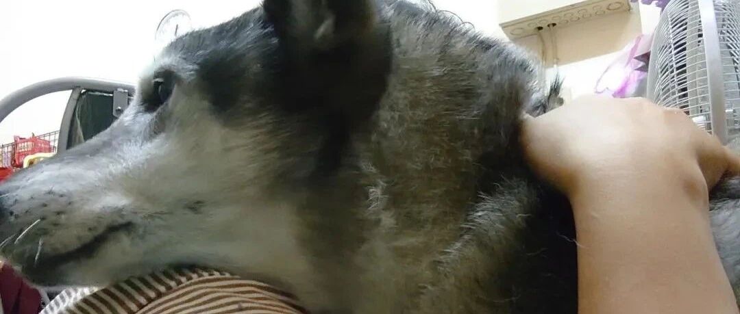 16岁狗狗坚持每天迎接主人，她们相拥的画面感动又治愈！