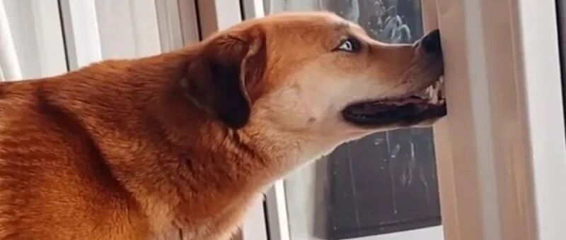 狗狗经常用鼻子顶住物体，主人以为生病，而医生的话让她超暖心！