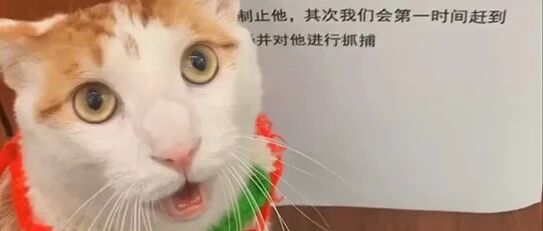 谁说猫咪可怜，吃了没文化的亏？这只喵皇第一个不服！