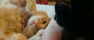 猫朋友要被邻居送进收容所震惊了网友，她这样霸气回应...