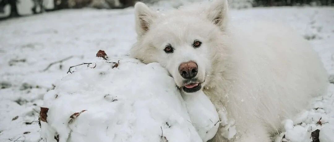 萨摩耶酷爱雪，可看着雪逐渐消失，伤心了...
