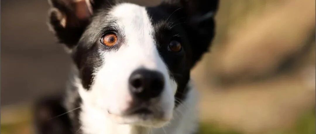 牧羊犬追大鹅时把自己弄丢，之后竟步行4公里坐公交回了家...