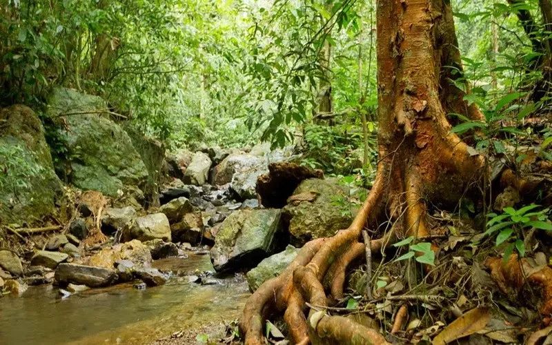 泰國新增一處世界遺產！《初戀這件小事》取景地，原始雨林超震撼 旅遊 第11張