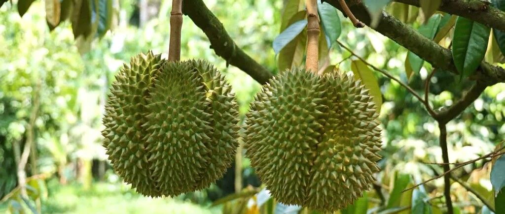 连续6年涨价，榴莲还在树上就被国内定完了