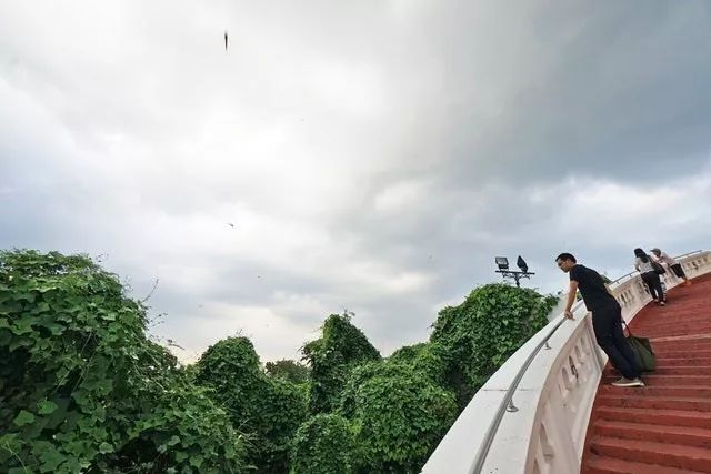 曼谷海拔最高的寺廟！跟著資深旅行家，深度遊覽金山寺 旅遊 第8張