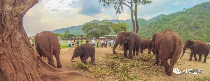 國際組織大力表揚中國遊客！去泰國旅遊，有件事正在變涼涼 旅遊 第6張