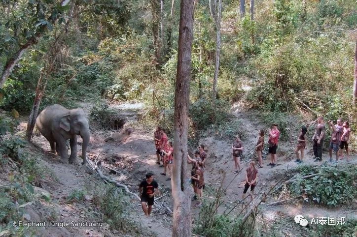 國際組織大力表揚中國遊客！去泰國旅遊，有件事正在變涼涼 旅遊 第11張